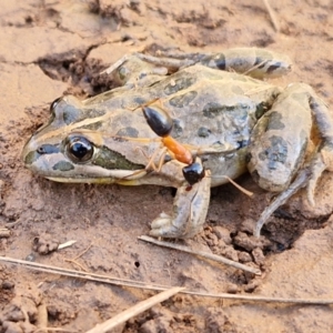 Limnodynastes tasmaniensis at Gundary TSR - 29 Jun 2024