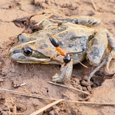 Limnodynastes tasmaniensis (Spotted Grass Frog) at Gundary TSR - 29 Jun 2024 by trevorpreston