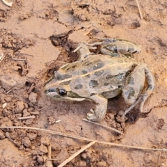 Limnodynastes tasmaniensis at Gundary TSR - 29 Jun 2024