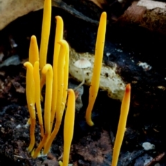 Clavulinopsis amoena (Yellow club) at Bermagui State Forest - 28 Jun 2024 by Teresa