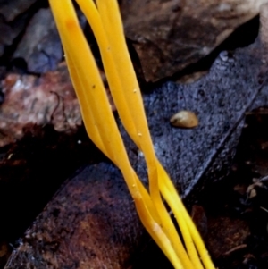 Clavulinopsis amoena at BA124 - 28 Jun 2024