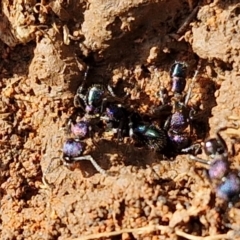Rhytidoponera metallica (Greenhead ant) at Gundary TSR - 29 Jun 2024 by trevorpreston