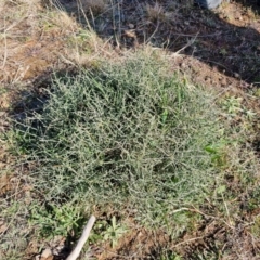 Unidentified Pea at Gundary TSR - 29 Jun 2024 by trevorpreston