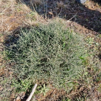 Unidentified Pea at Gundary TSR - 29 Jun 2024 by trevorpreston