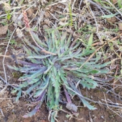 Plantago coronopus (Buck's-Horn Plantain) at Gundary TSR - 29 Jun 2024 by trevorpreston