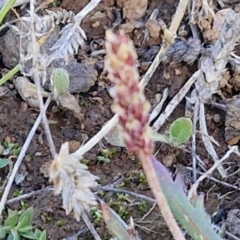 Plantago coronopus at Gundary TSR - 29 Jun 2024 01:45 PM