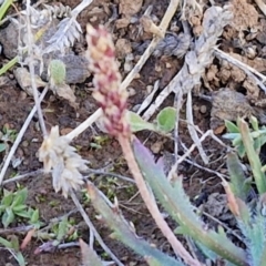 Plantago coronopus at Gundary TSR - 29 Jun 2024 01:45 PM