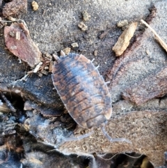 Isopoda (order) (Unidentified isopod or slater) at Gundary TSR - 29 Jun 2024 by trevorpreston