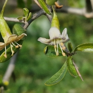 Lycium ferocissimum at Gundary TSR - 29 Jun 2024