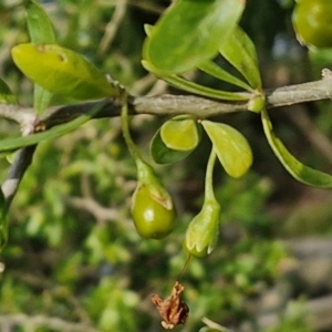 Lycium ferocissimum at Gundary TSR - 29 Jun 2024