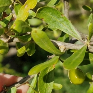 Lycium ferocissimum at Gundary TSR - 29 Jun 2024 01:39 PM