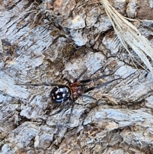 Habronestes sp. (genus) at Gundary TSR - 29 Jun 2024