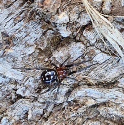Habronestes sp. (genus) (An ant-eating spider) at Gundary TSR - 29 Jun 2024 by trevorpreston