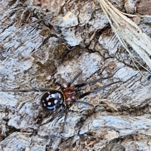 Habronestes sp. (genus) at Gundary TSR - 29 Jun 2024