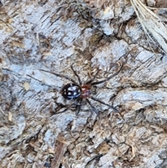 Habronestes sp. (genus) at Gundary TSR - 29 Jun 2024