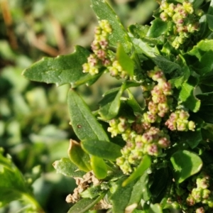 Chenopodium album at Gundary TSR - 29 Jun 2024 01:31 PM