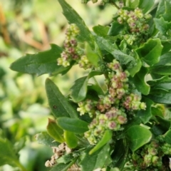 Chenopodium album at Gundary TSR - 29 Jun 2024 01:31 PM