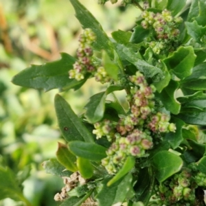 Chenopodium album at Gundary TSR - 29 Jun 2024 01:31 PM