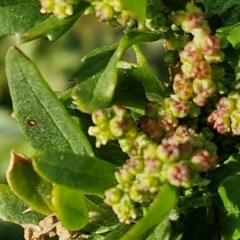 Chenopodium album at Gundary TSR - 29 Jun 2024 01:31 PM