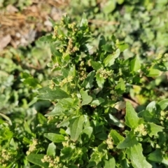 Chenopodium album at Gundary TSR - 29 Jun 2024 01:31 PM