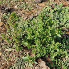 Chenopodium album at Gundary TSR - 29 Jun 2024 01:31 PM