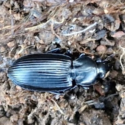 Pterostichini (tribe) (A Carabid beetle) at Gundary TSR - 29 Jun 2024 by trevorpreston