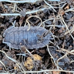 Porcellio scaber at Gundary TSR - 29 Jun 2024