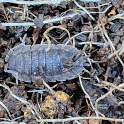 Porcellio scaber (Common slater) at Gundary TSR - 29 Jun 2024 by trevorpreston