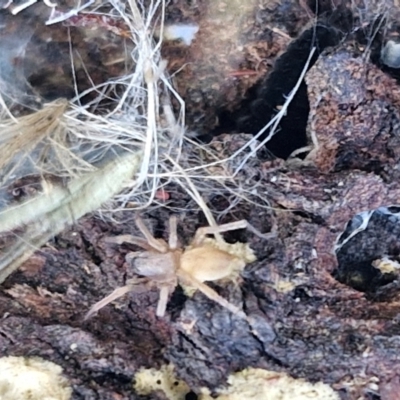 Unidentified Spider (Araneae) at Gundary TSR - 29 Jun 2024 by trevorpreston