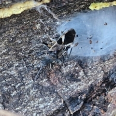 Dieuches sp. (genus) (Black and White Seed Bug) at Gundary TSR - 29 Jun 2024 by trevorpreston