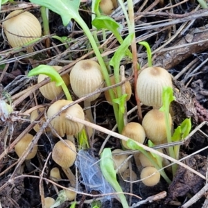 Coprinellus disseminatus at Gundary TSR - 29 Jun 2024 01:24 PM