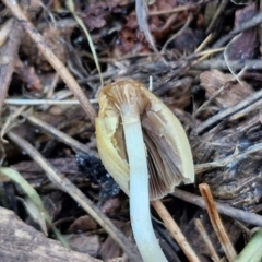 Coprinellus disseminatus at Gundary TSR - 29 Jun 2024