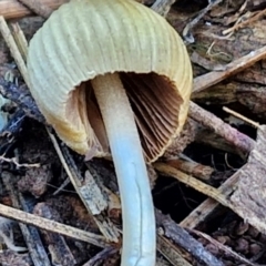 Coprinellus disseminatus at Gundary TSR - 29 Jun 2024 01:24 PM