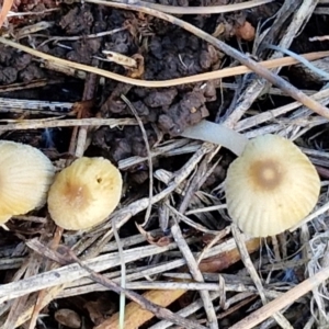 Coprinellus disseminatus at Gundary TSR - 29 Jun 2024 01:24 PM