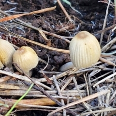 Coprinellus disseminatus at Gundary TSR - 29 Jun 2024