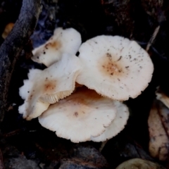 Unverified Cap on a stem; gills below cap [mushrooms or mushroom-like] at BA124 - 28 Jun 2024 by Teresa