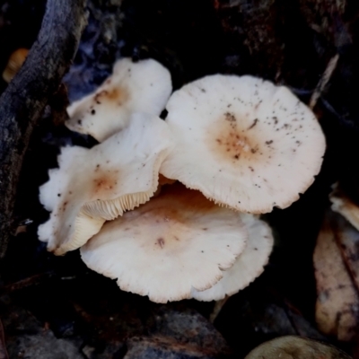 Unidentified Cap on a stem; gills below cap [mushrooms or mushroom-like] at Bermagui State Forest - 28 Jun 2024 by Teresa