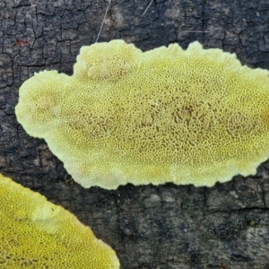 zz flat polypore - not white(ish) at Gundary TSR - 29 Jun 2024