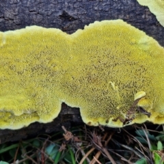 zz flat polypore - not white(ish) at Gundary TSR - 29 Jun 2024