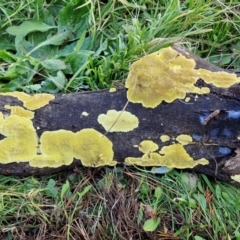 zz flat polypore - not white(ish) at Gundary TSR - 29 Jun 2024