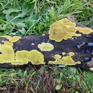 zz flat polypore - not white(ish) at Gundary TSR - 29 Jun 2024