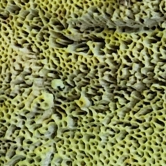 zz flat polypore - not white(ish) at Gundary TSR - 29 Jun 2024 01:23 PM