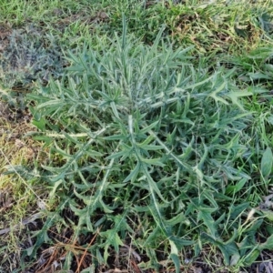 Cirsium vulgare at Gundary TSR - 29 Jun 2024