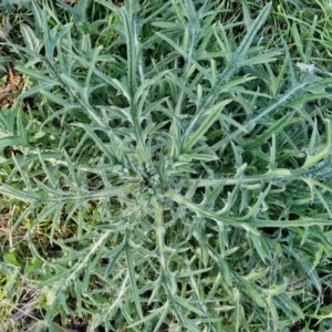 Cirsium vulgare at Gundary TSR - 29 Jun 2024 01:22 PM