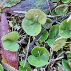 Dichondra sp. Inglewood (J.M.Dalby 86/93) Qld Herbarium (Kidney Weed) at Gundary TSR - 29 Jun 2024 by trevorpreston