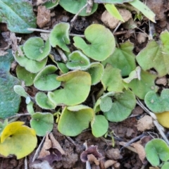 Dichondra sp. Inglewood (J.M.Dalby 86/93) Qld Herbarium at Gundary TSR - 29 Jun 2024