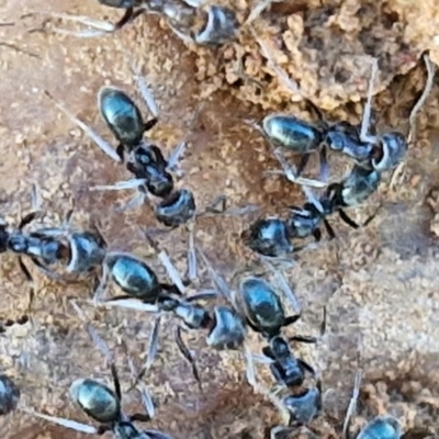 Dolichoderinae (subfamily) at Gundary TSR - 29 Jun 2024 by trevorpreston
