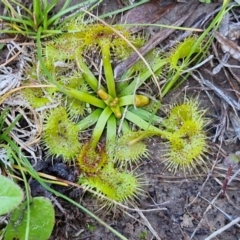 Drosera sp. (A Sundew) at Gundary TSR - 29 Jun 2024 by trevorpreston