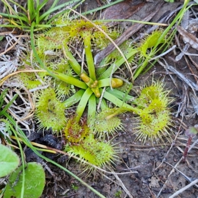 Drosera sp. (A Sundew) at Gundary TSR - 29 Jun 2024 by trevorpreston