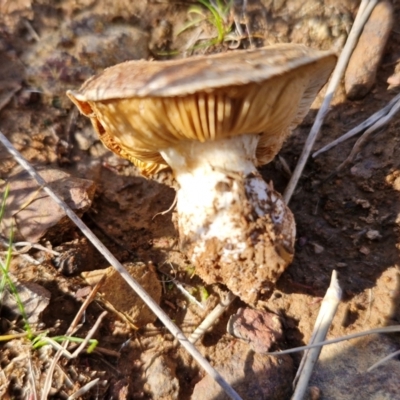 Cortinarius sp. (Cortinarius) at Gundary TSR - 29 Jun 2024 by trevorpreston